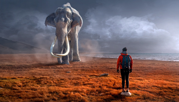 pixabay fantasy 2995326 1920 the quest to find the while elephant small