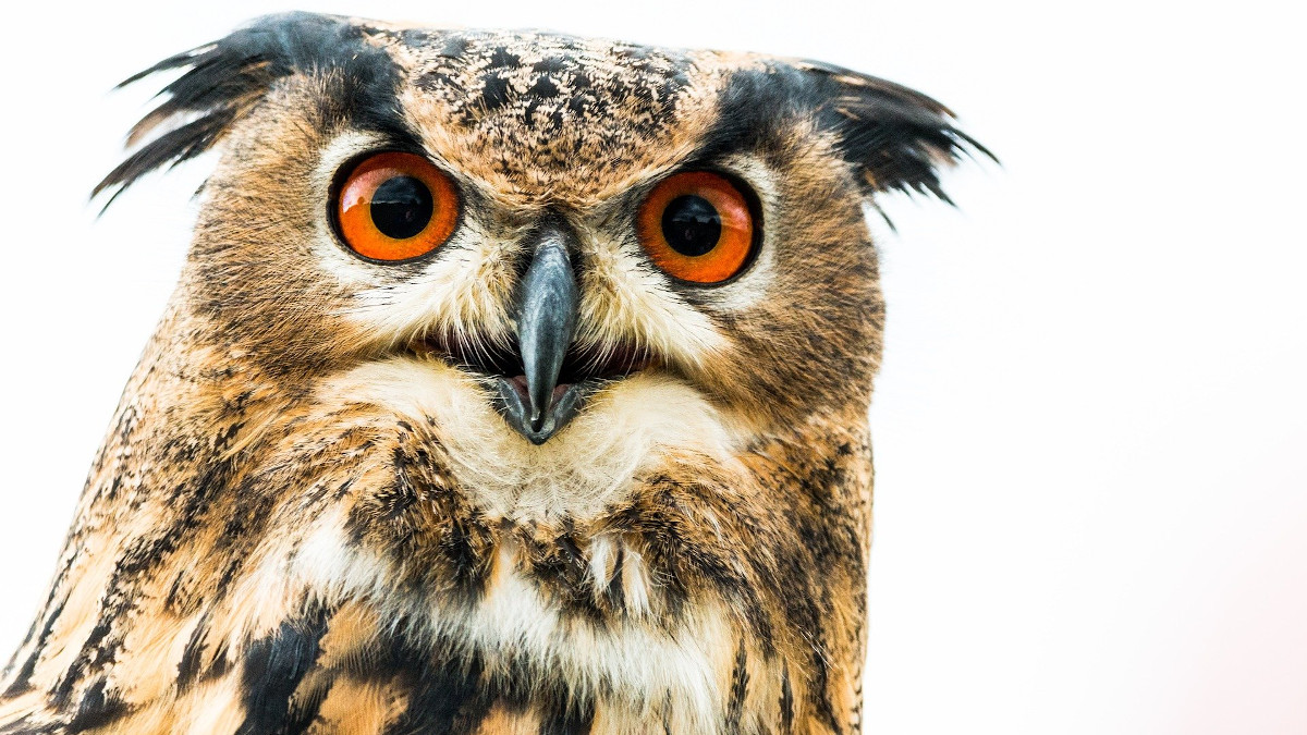 pixabay eagle owl