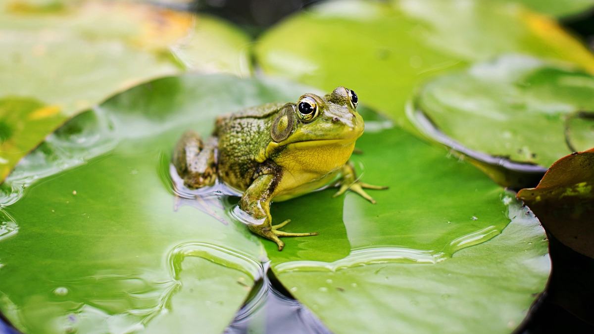 Critical Thinking, Frogs And The Boiling Water